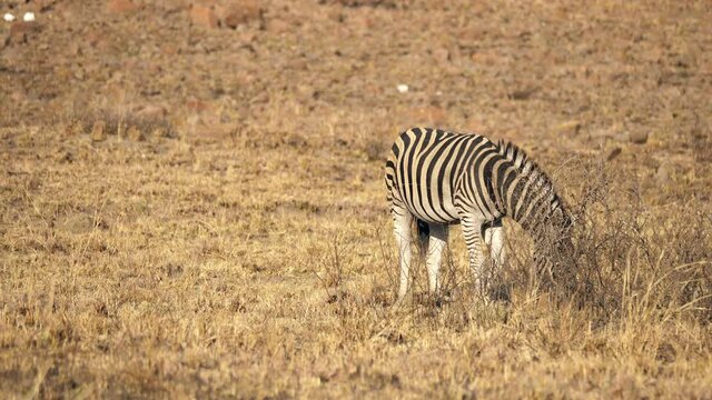 Zebra stallion rolls in dry grassland ground to take a dust bath 