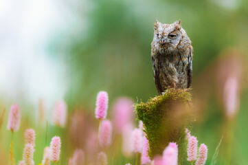 A very rare Eurasian Scops Owl (Otus scops) sitting on a tree trunk in a flowering meadow. Beautiful green bokeh, shallow depth of field.