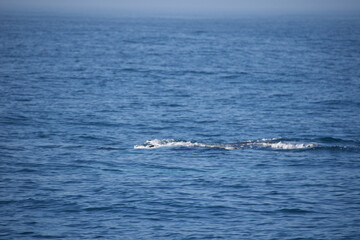 Obraz premium the waves