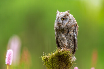 A very rare Eurasian Scops Owl (Otus scops) sitting on a tree trunk in a flowering meadow. Close-up portrait. Beautiful green bokeh, shallow depth of field.