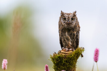 A very rare Eurasian Scops Owl (Otus scops) sitting on a tree trunk in a flowering meadow. Beautiful green bokeh, shallow depth of field.