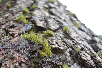 moss on tree bark