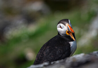Squawking Puffin