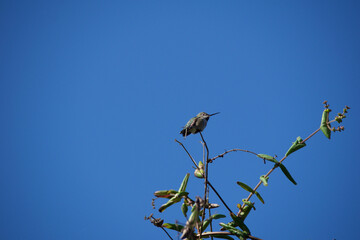 blue heron