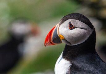 atlantic puffin bird