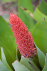 red and yellow flower