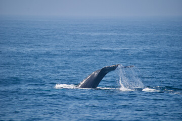 Fototapeta premium humpback tail