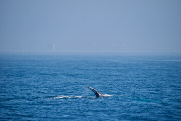 Fototapeta premium dolphins in the sea