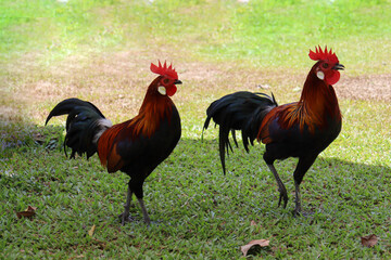Two chickens standing on the grass in a blurred natural green background. open farm animal husbandry concept