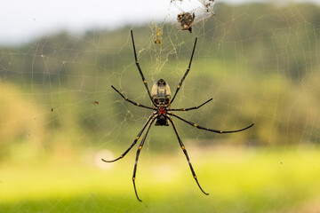 spider at the ricefield
