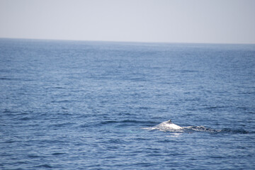 Fototapeta premium humpback tail