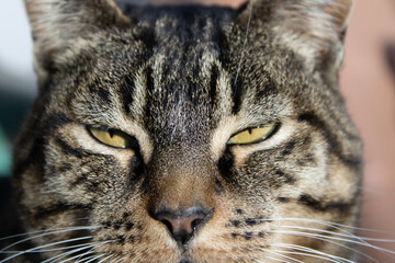 The loving eyes of a cat