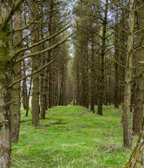Obraz premium Pine Forest