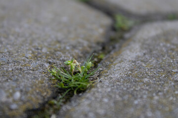 green moss on the stone