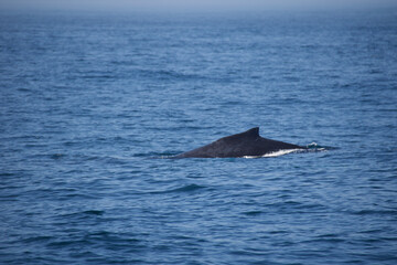 Fototapeta premium humpback tail