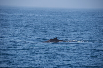 Fototapeta premium dolphin in the sea