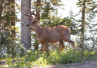 Naklejka na ściany i meble A male white tailed deer. Taken in Banff, Canada