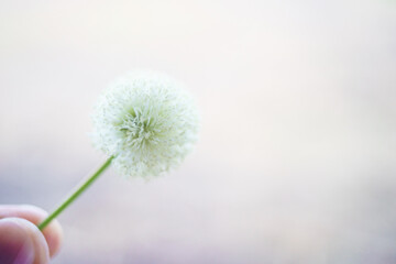 white Popinac flower in the wind