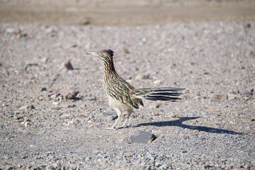 sparrow on the beach