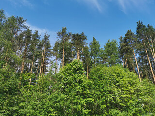 Fototapeta premium Deciduous trees and ship pines against a beautiful sky with feathery clouds on a hot summer day.