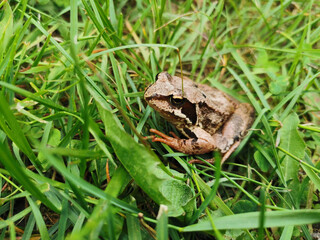 A small brown frog with orange legs, sitting among the green grass on a sunny summer morning.