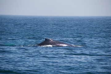Fototapeta premium dolphin in the water
