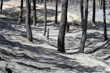 vegetation and trees after forest fire