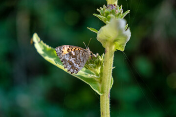 Obraz premium butterfly on a flower