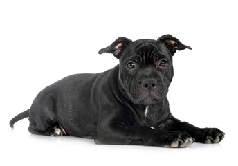 staffordshire bull terrier