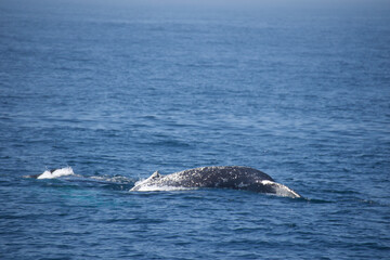 Fototapeta premium humpback whale tail