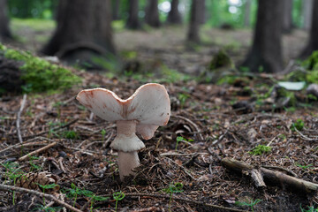 Edible mushroom Amanita rubescens in spruce forest. Known as blusher. Wild mushroom growing in the needles, spruce trees in background.