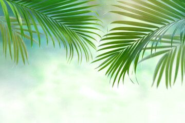 Fototapeta premium Blurred palm leave background, tropical palm tree with copy space, summer background for mockup backdrop.
