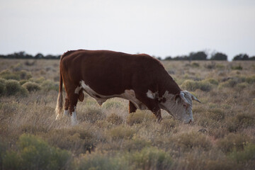 cows in the field