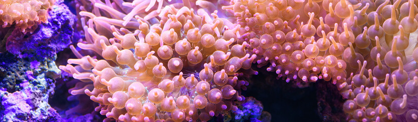Bubble anemone in a marine aquarium close-up (Actiniaria). Marine and ocean background. Banner