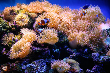 Clown fish swim in bubble anemones in a marine aquarium (Amphiprion). Marine and ocean background..