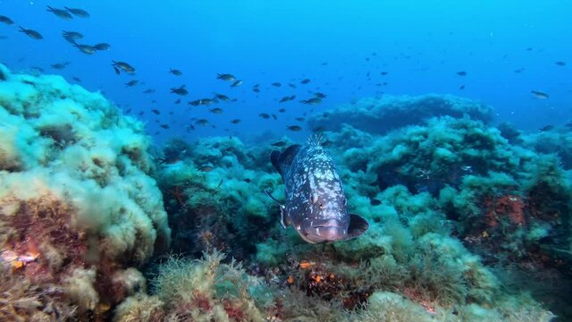 Mediterranean Sea marine life - Grouper fish