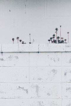 White Walls and Wild Grass - Okinawa, Japan　Processed with VSCO with hb1 preset