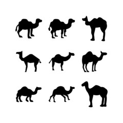 camel icon or logo isolated sign symbol vector illustration - high quality black style vector icons
