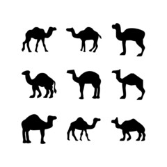 camel icon or logo isolated sign symbol vector illustration - high quality black style vector icons
