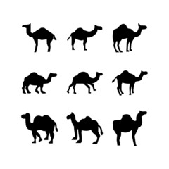 camel icon or logo isolated sign symbol vector illustration - high quality black style vector icons
