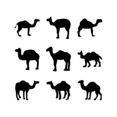 camel icon or logo isolated sign symbol vector illustration - high quality black style vector icons
