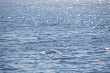 Fototapeta premium dolphin jumping in the water