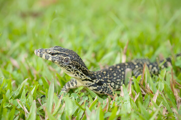 Borneo Lizard on Nature Place