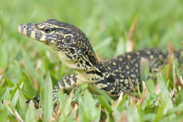 Borneo Lizard on Nature Place