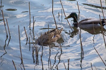 ducks on the water