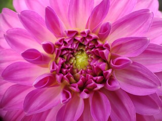 Purple cosmea flower close-up