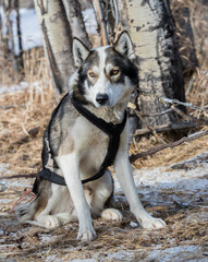 A Husky sled dog. Taken in Alberta, Canada