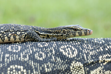 Borneo Lizard on Nature Place