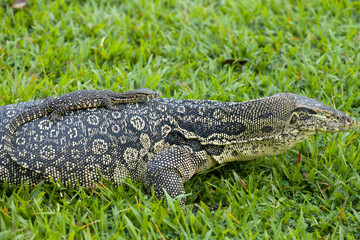 Borneo Lizard on Nature Place