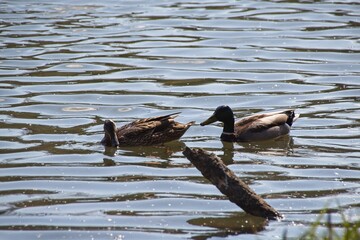 ducks on the water